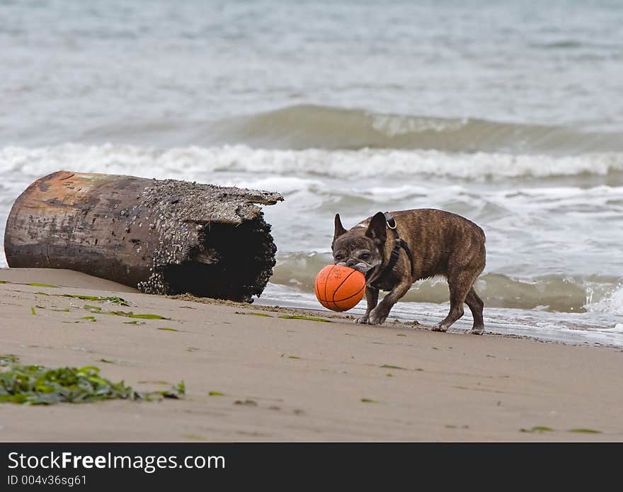 Happy dog plaing at the beach. Happy dog plaing at the beach