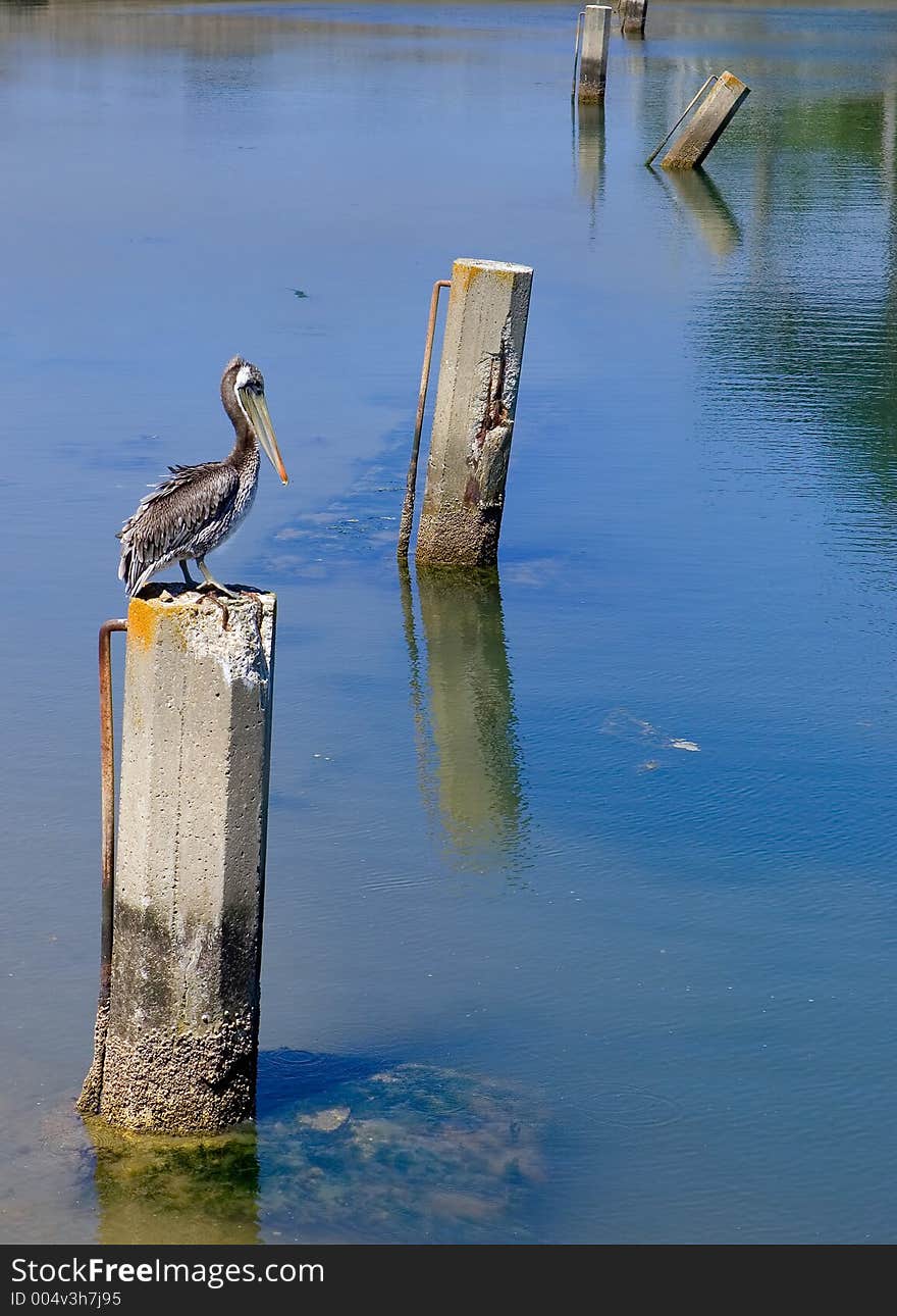 Lonely pelican