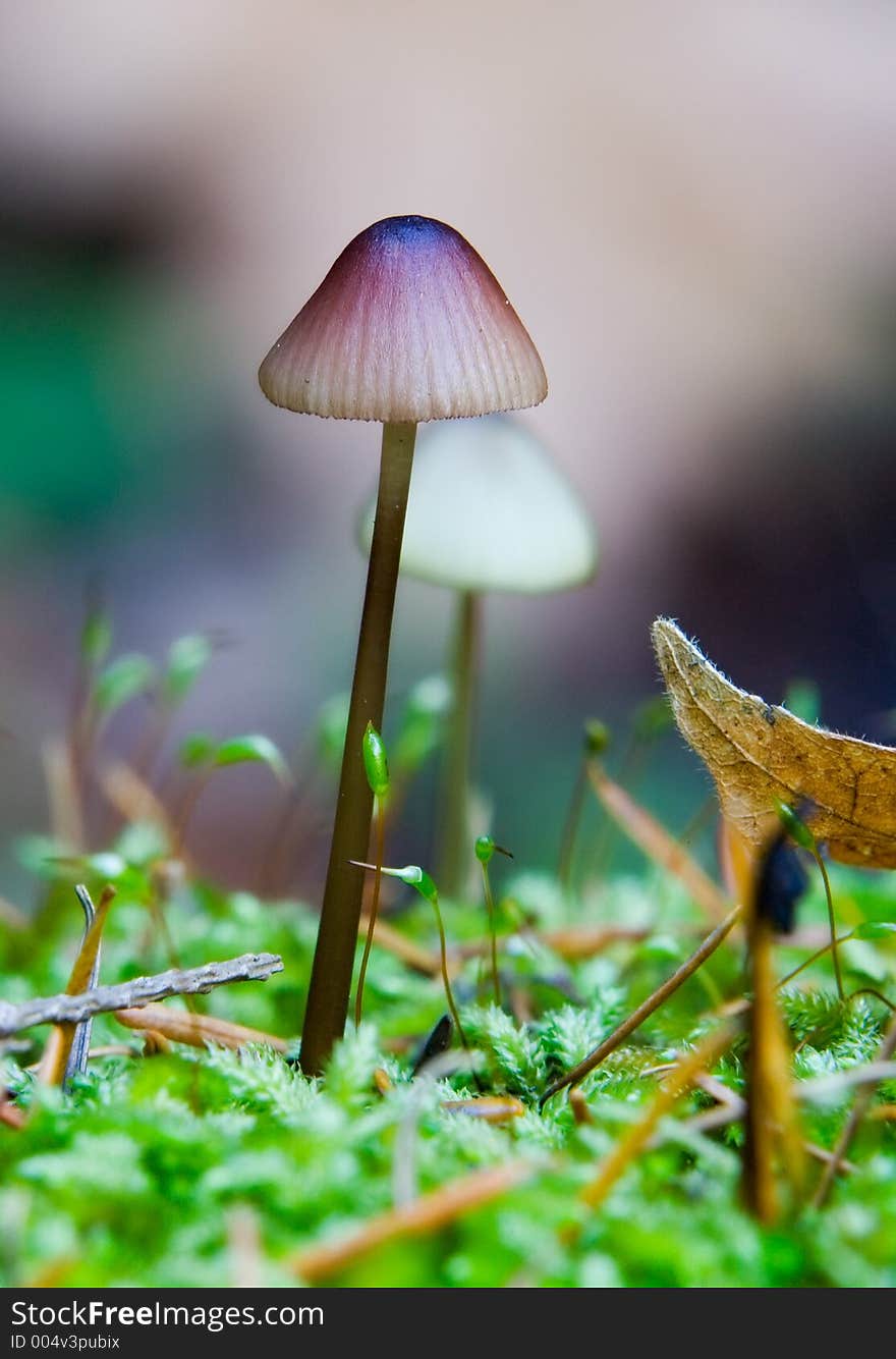 Tiny mshroom in a forest. Tiny mshroom in a forest