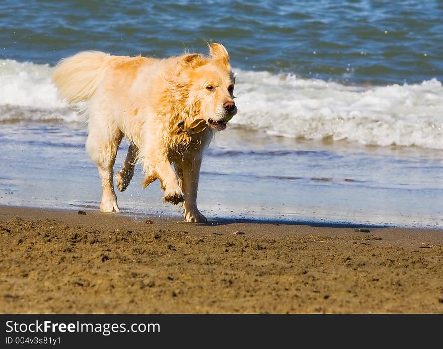 Running dog