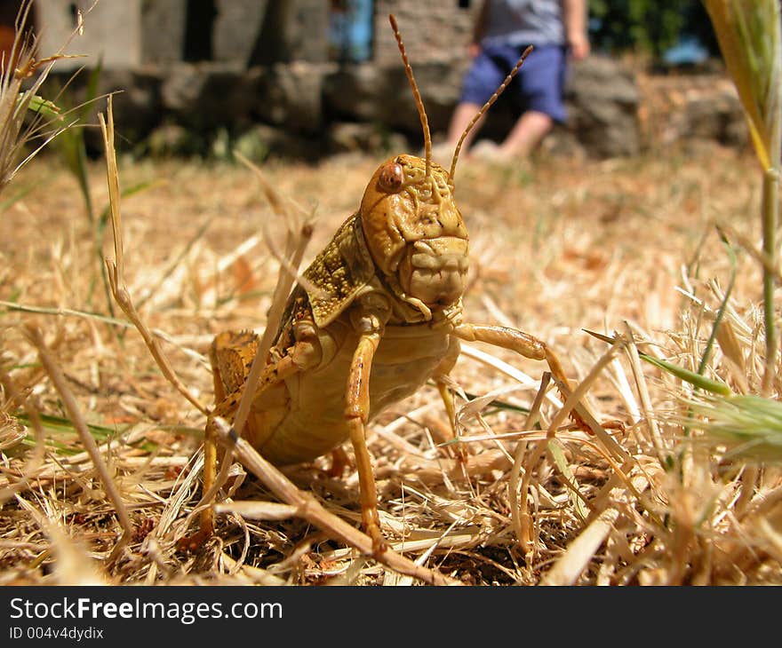 Grasshopper Monster