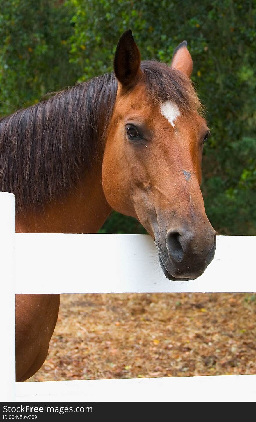 Horse portrait on a farm