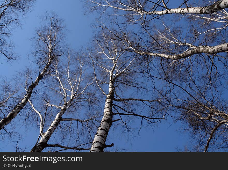 Tops of birches in the beginning of spring. The photo is made in Kuzminki (Кузьминки) a forest park of city of Moscow. Original date/time: 2006:04:25 09:49:59.