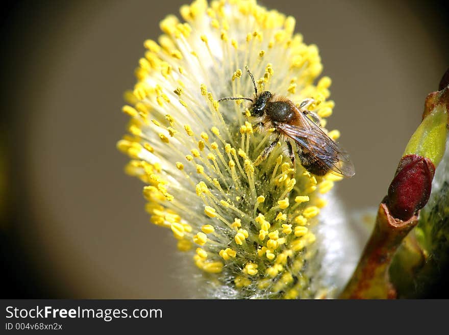 Inflorescences Willows (Salix caprea). A plant melliferous, tannic. On a flower a wild bee (family Apidae). The photo is made in Kuzminki (Кузьминки) a forest park of city of Moscow. Original date/time: 2006:04:25 10:23:59. Inflorescences Willows (Salix caprea). A plant melliferous, tannic. On a flower a wild bee (family Apidae). The photo is made in Kuzminki (Кузьминки) a forest park of city of Moscow. Original date/time: 2006:04:25 10:23:59.