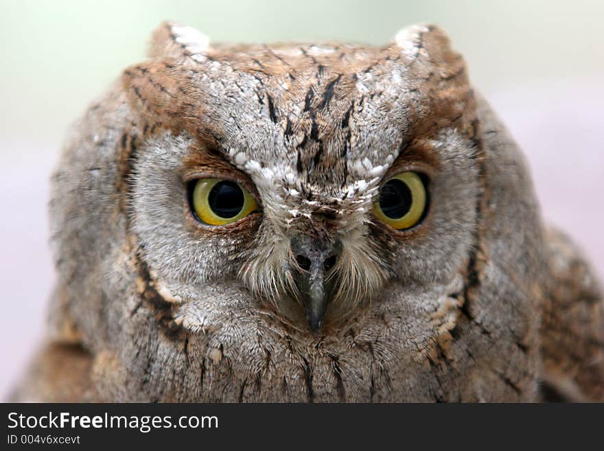 Owl