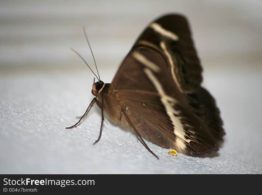 Big Brown Butterfly on a wall surface. Big Brown Butterfly on a wall surface.