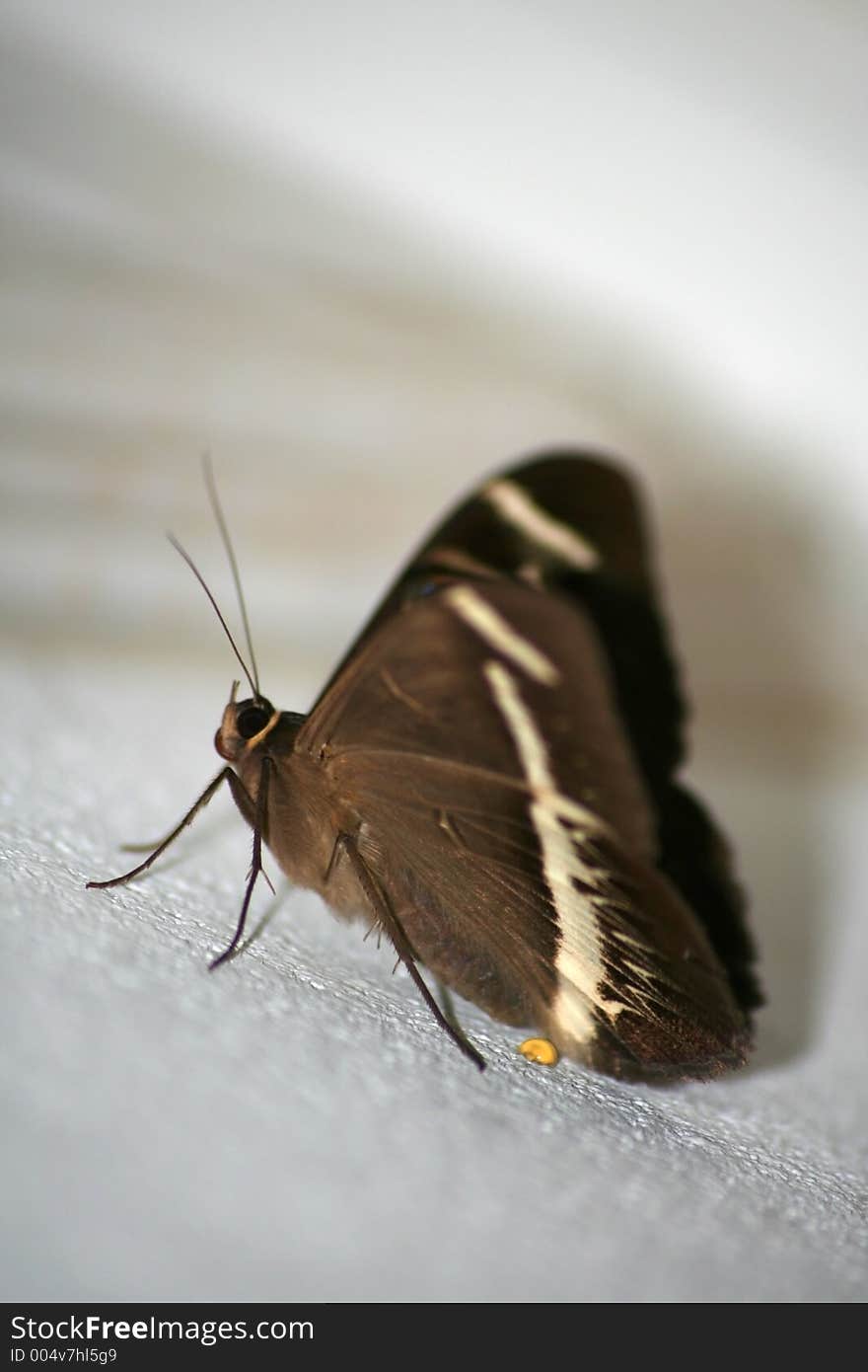 Big brown butterfly sitting in a wall surface. Big brown butterfly sitting in a wall surface.