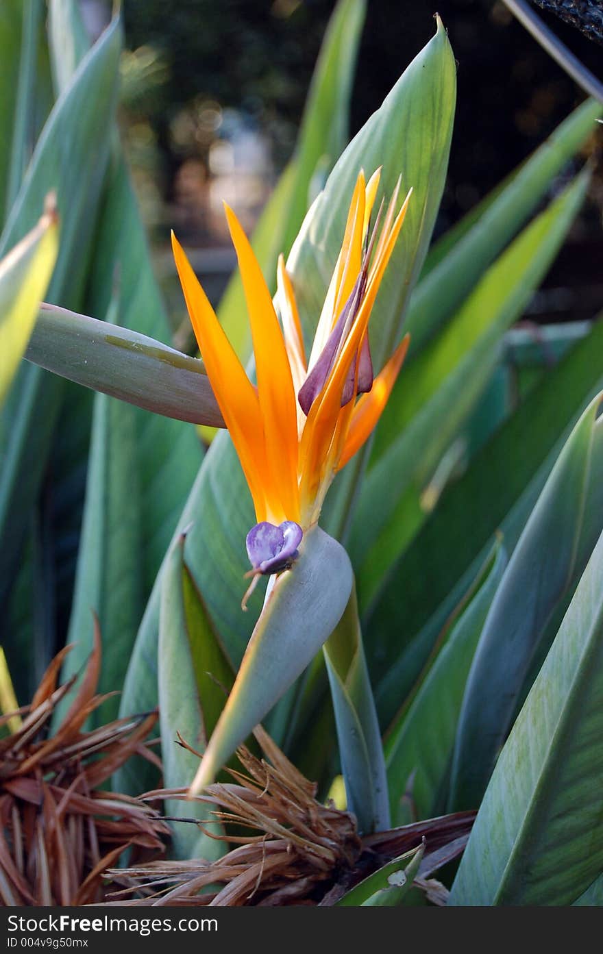 The magnificent flower named The Bird of Heaven with it's full appearance.