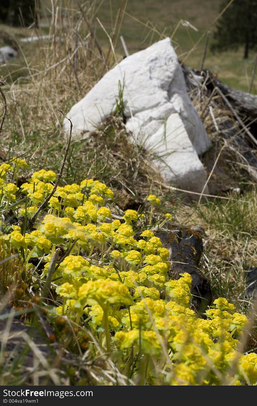 Spring Flowers