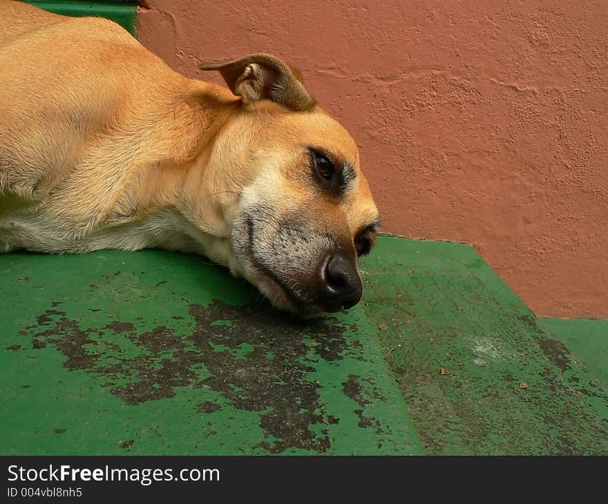 The head and neck of a dog lying on the landing at the top of a set of stairs. The head and neck of a dog lying on the landing at the top of a set of stairs.