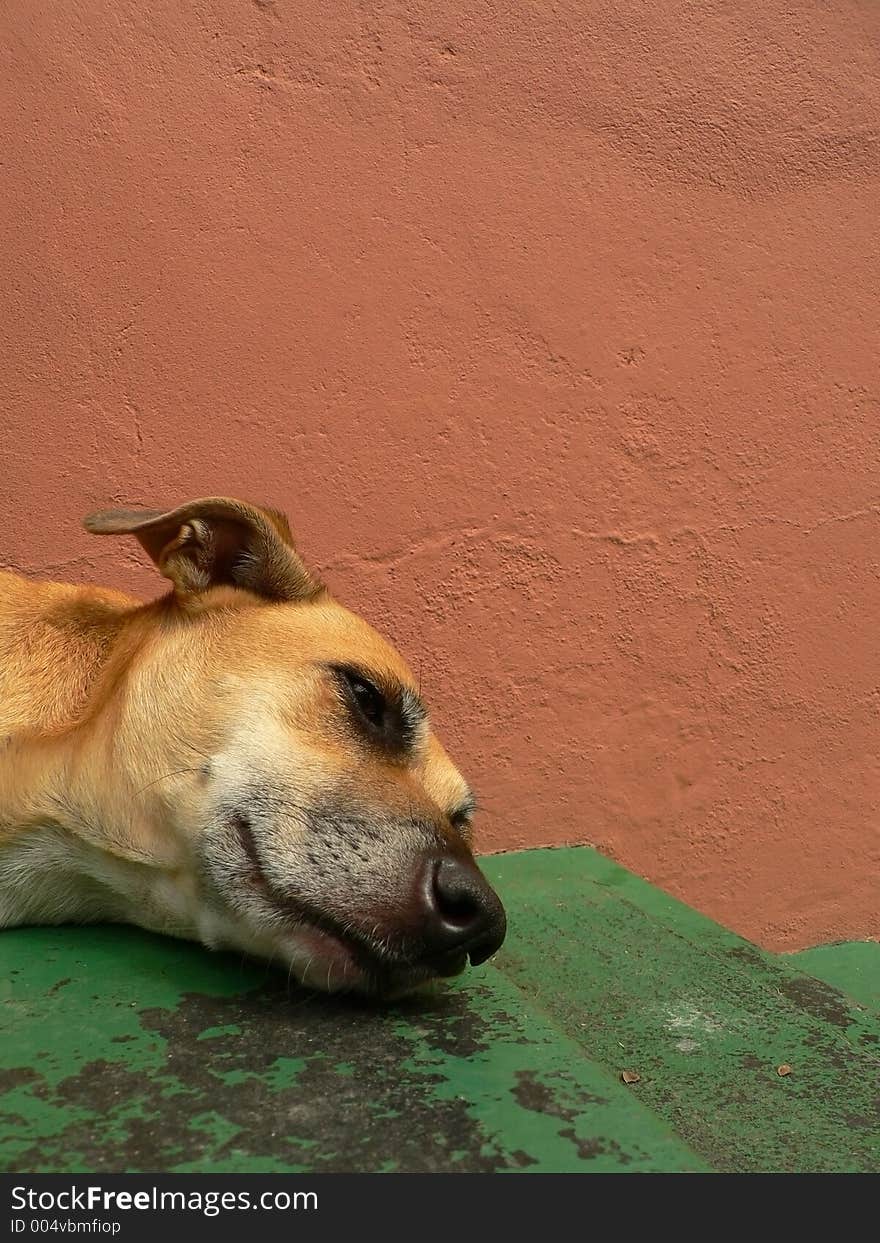 Head of dog lying on the top of a set of stairs landing. Head of dog lying on the top of a set of stairs landing