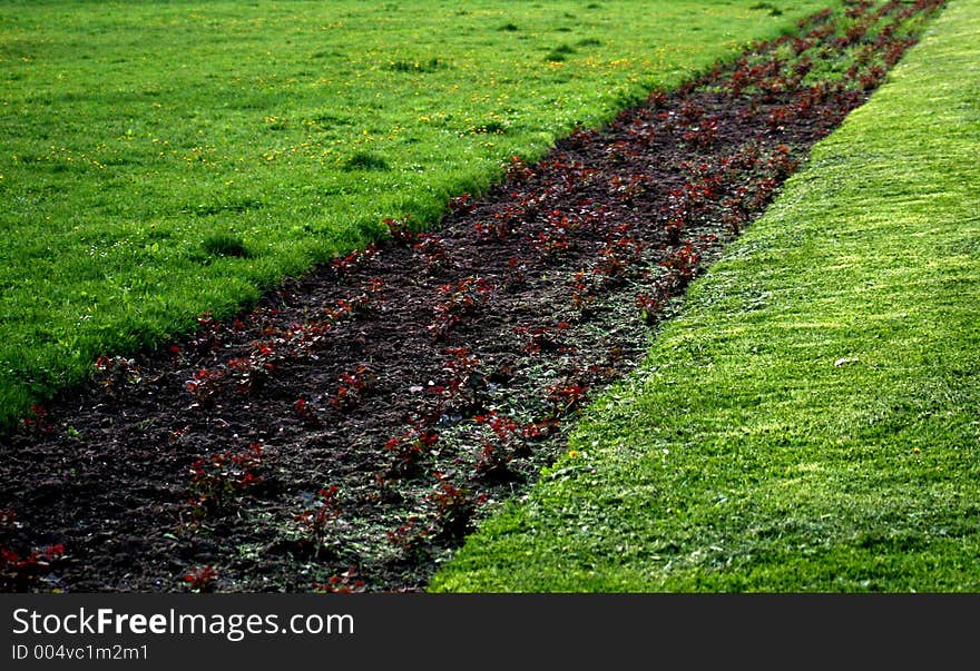 Green grass