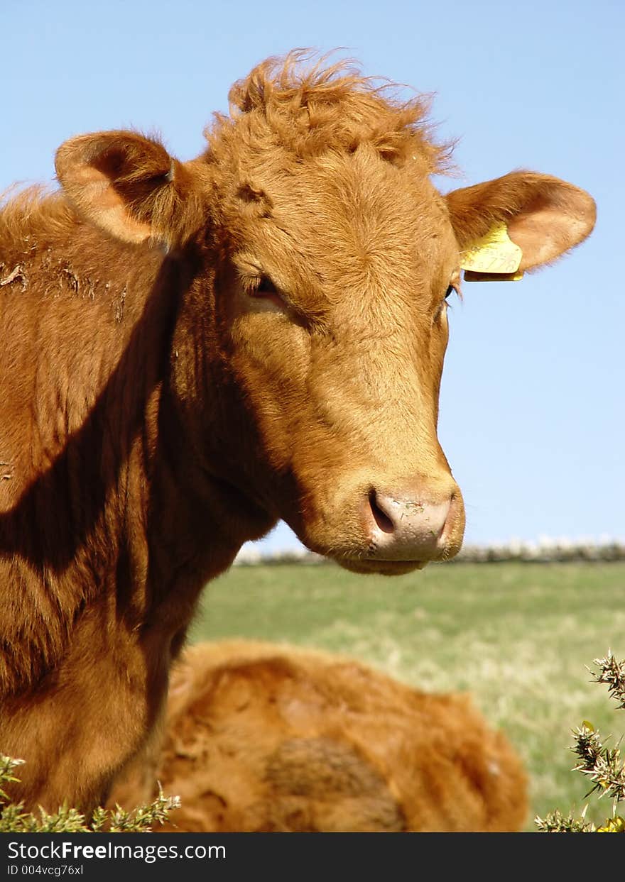 Cow staring, another laying behind. Cow staring, another laying behind.