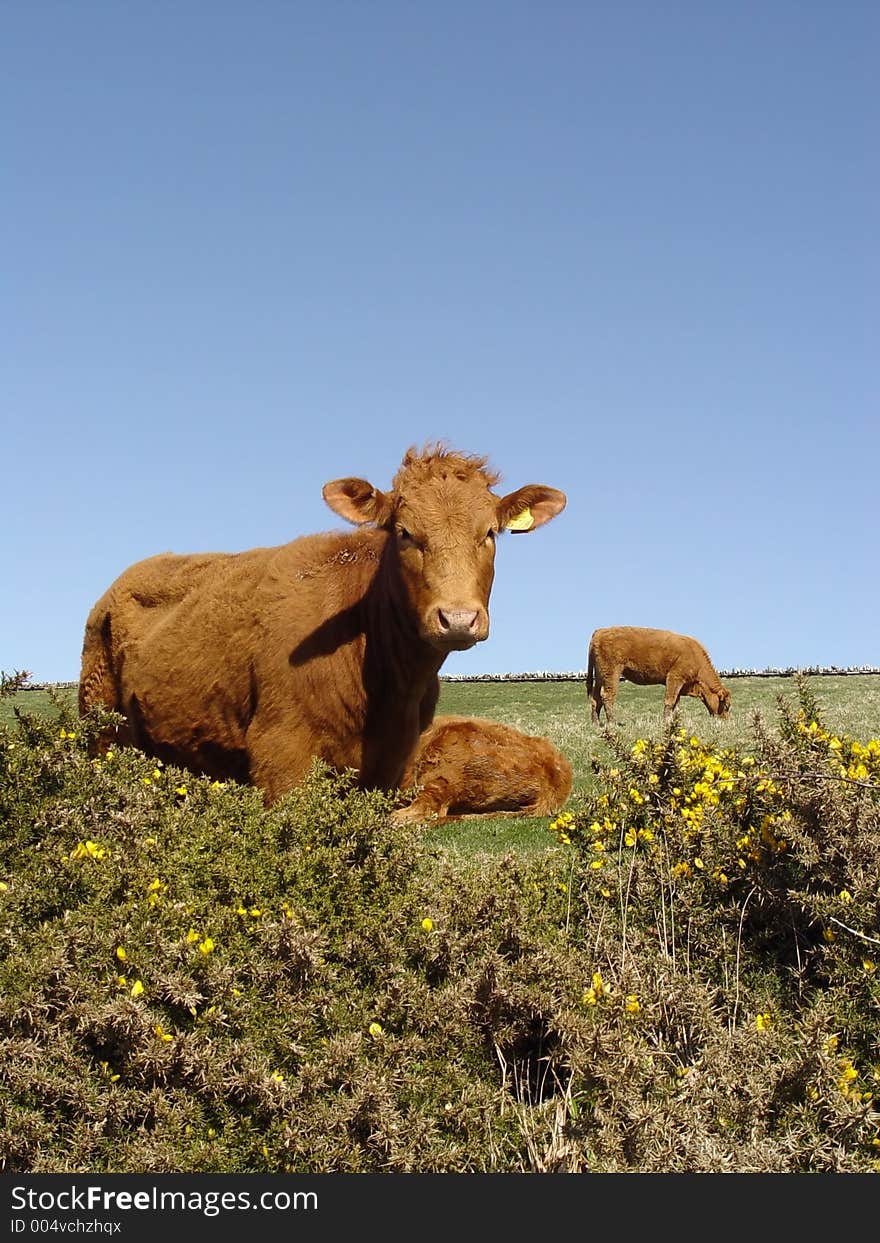 Cows in the sun, one eating, one sitting and one staring at the camera. Cows in the sun, one eating, one sitting and one staring at the camera.