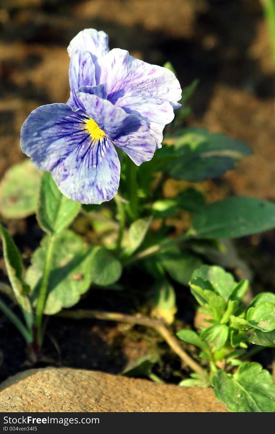 Spring flowers in my garden. Solar May day. Spring flowers in my garden. Solar May day.