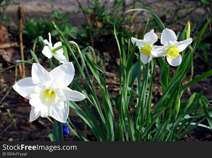 Spring flowers in my garden. Solar May day. Spring flowers in my garden. Solar May day.