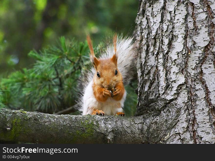 Wildlife, squirrel