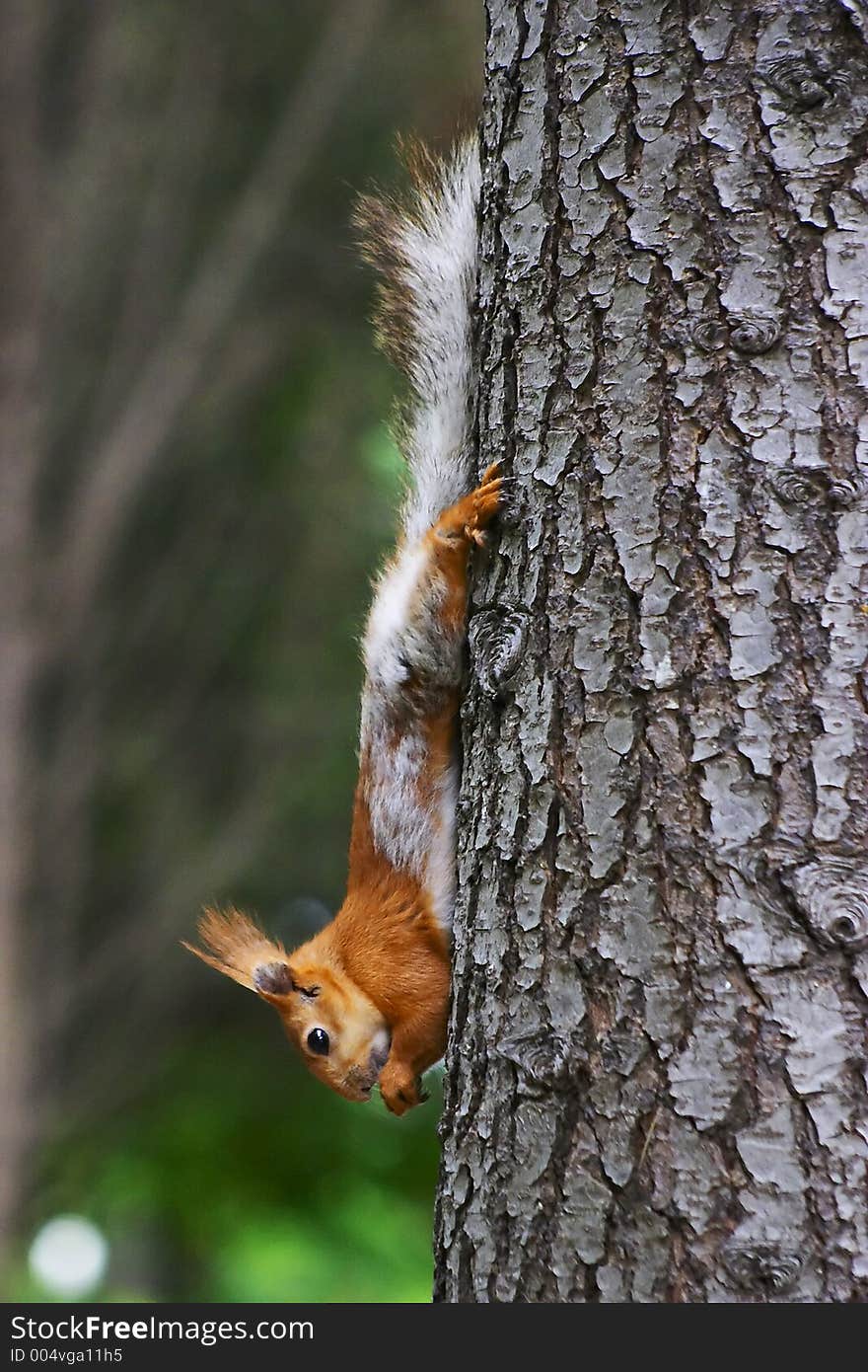 Squirrel on tree