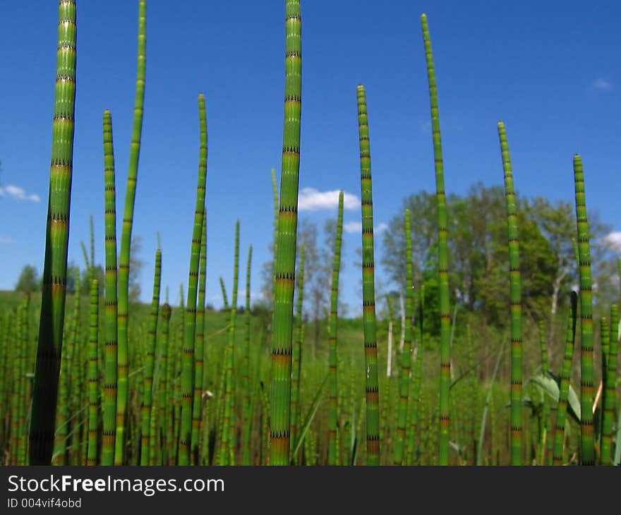 Water horsetail (Equisetum fluviatile) in spring