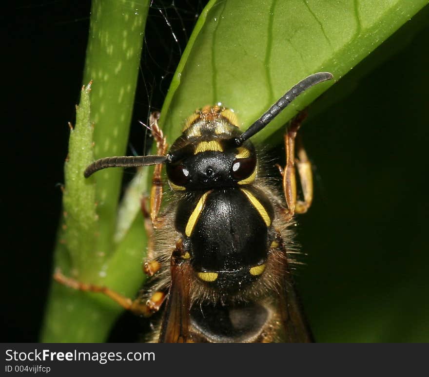 Wasp Head Close up