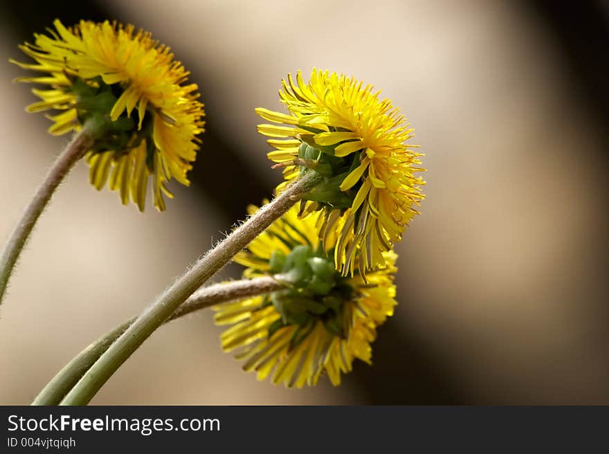 Sunny dandelions-first spring flowers