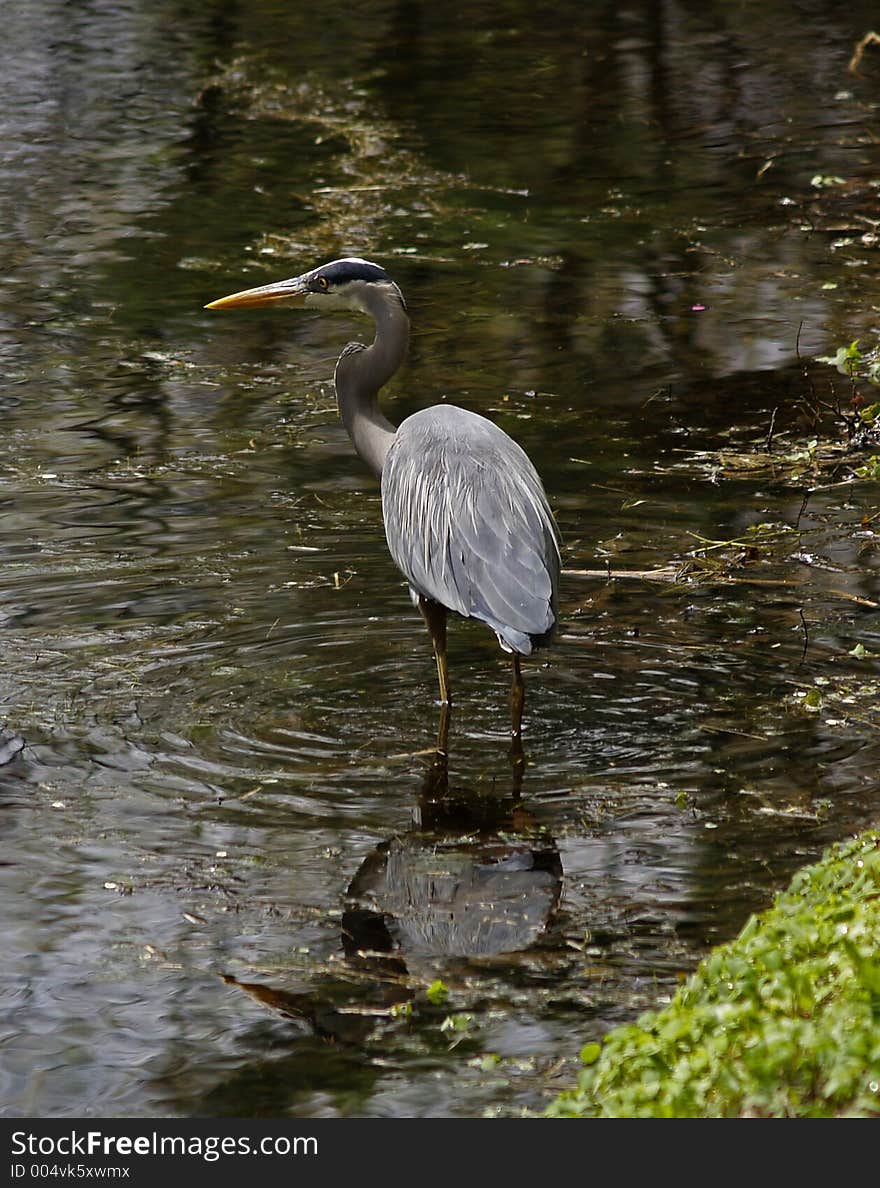 Great Blue