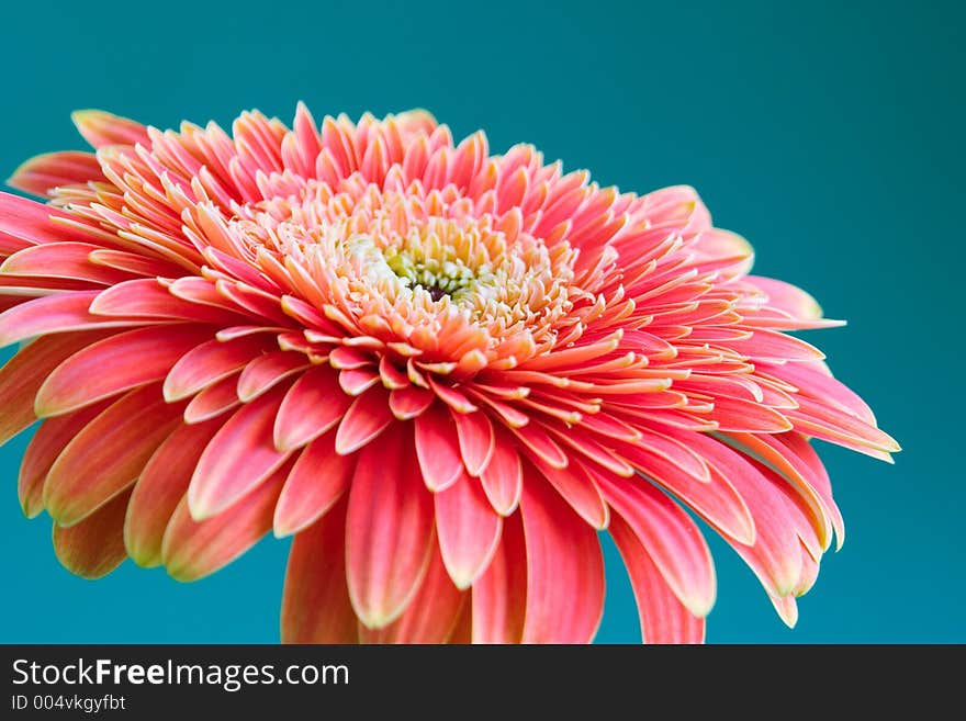 Daisy on the blue background