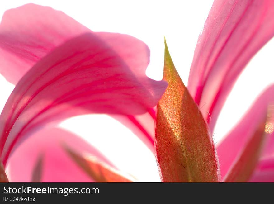 Pink petals