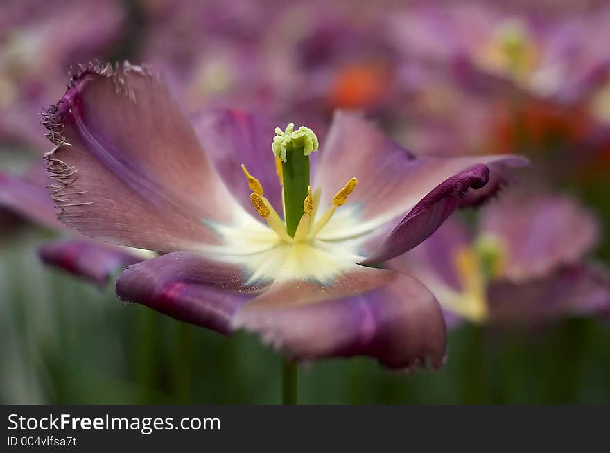 A beautiful purple flower. A beautiful purple flower