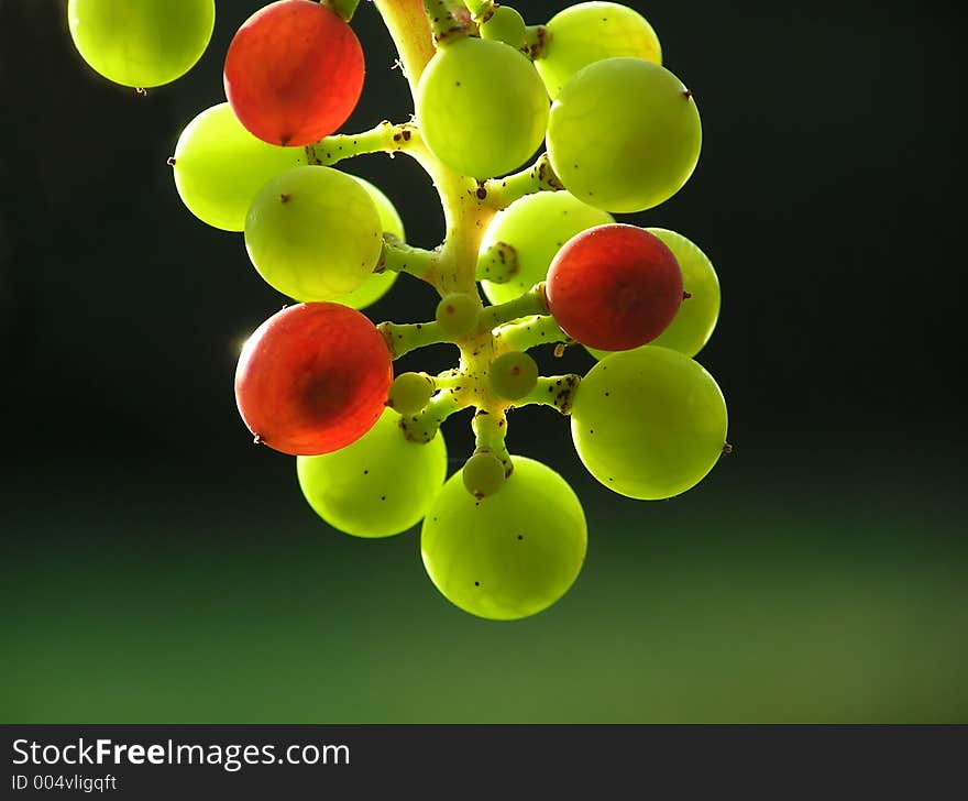 Transparent Grapes