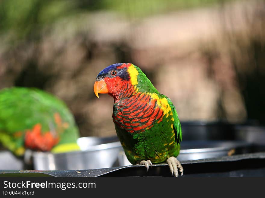 Colorfull Parrot