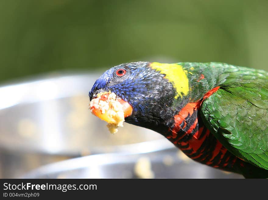 Parakeet eating