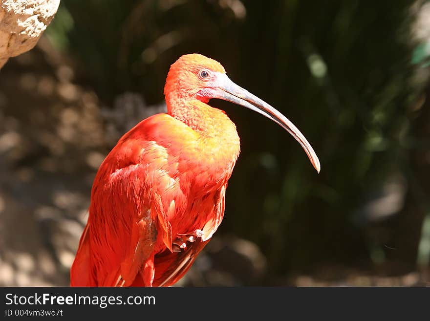 Sacret Ibis with a golden glow. Sacret Ibis with a golden glow