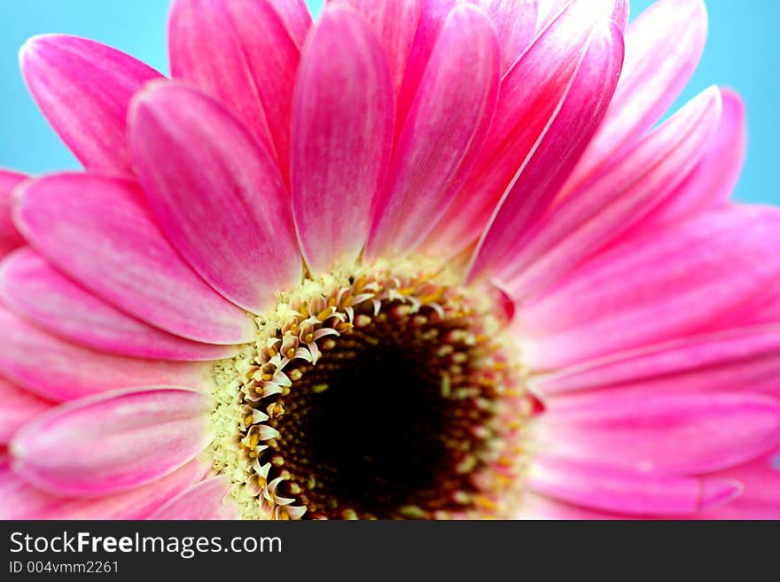 Pink gerbera on a blue background