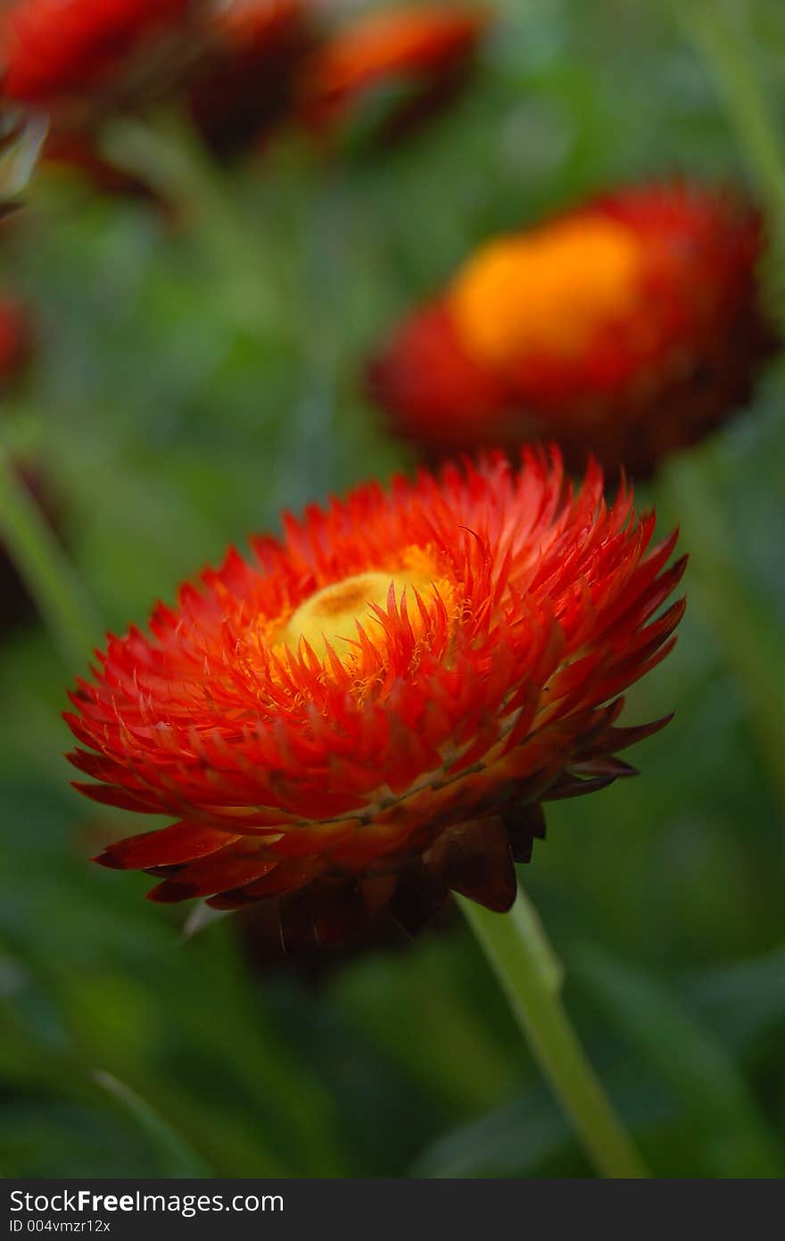 Red Flower in a garden