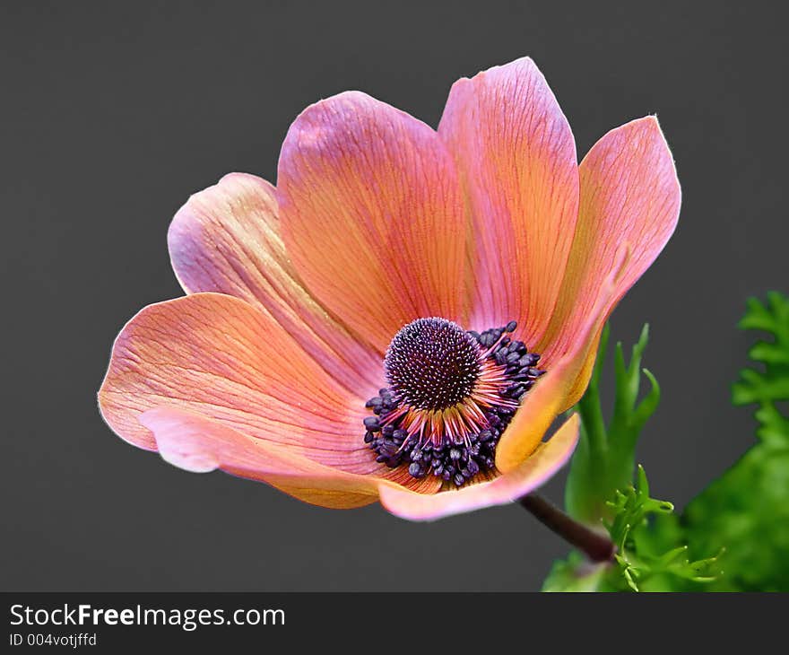 Anemone