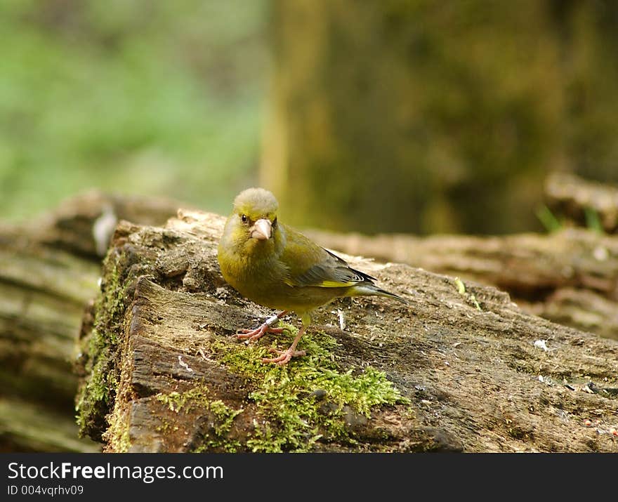 Greenfinch