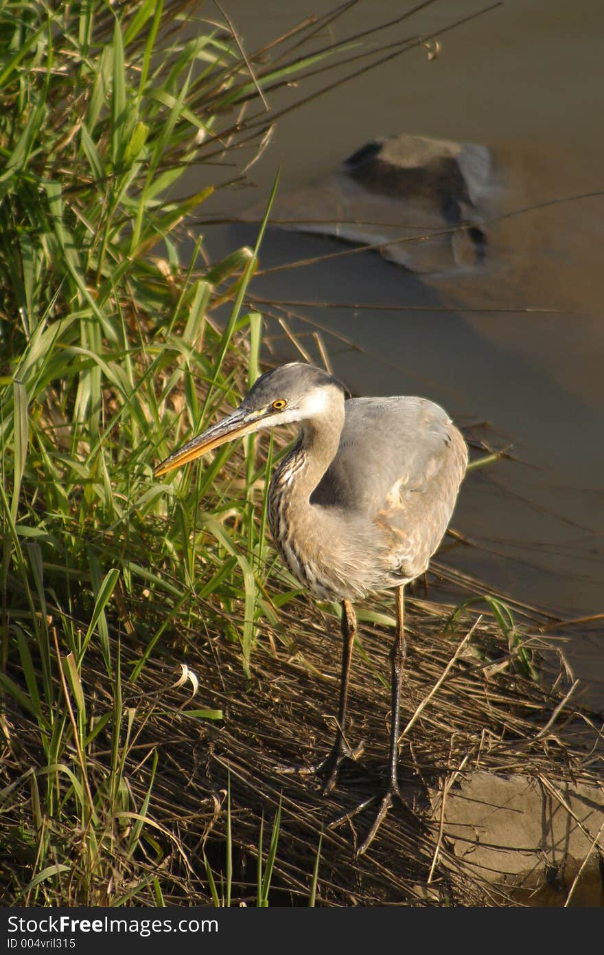 Ardea herodias. Ardea herodias