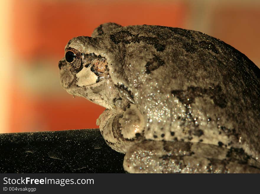 Tiny tree frog. Tiny tree frog