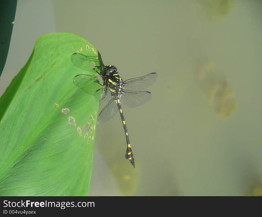 A dragonfly rest on a leaf.