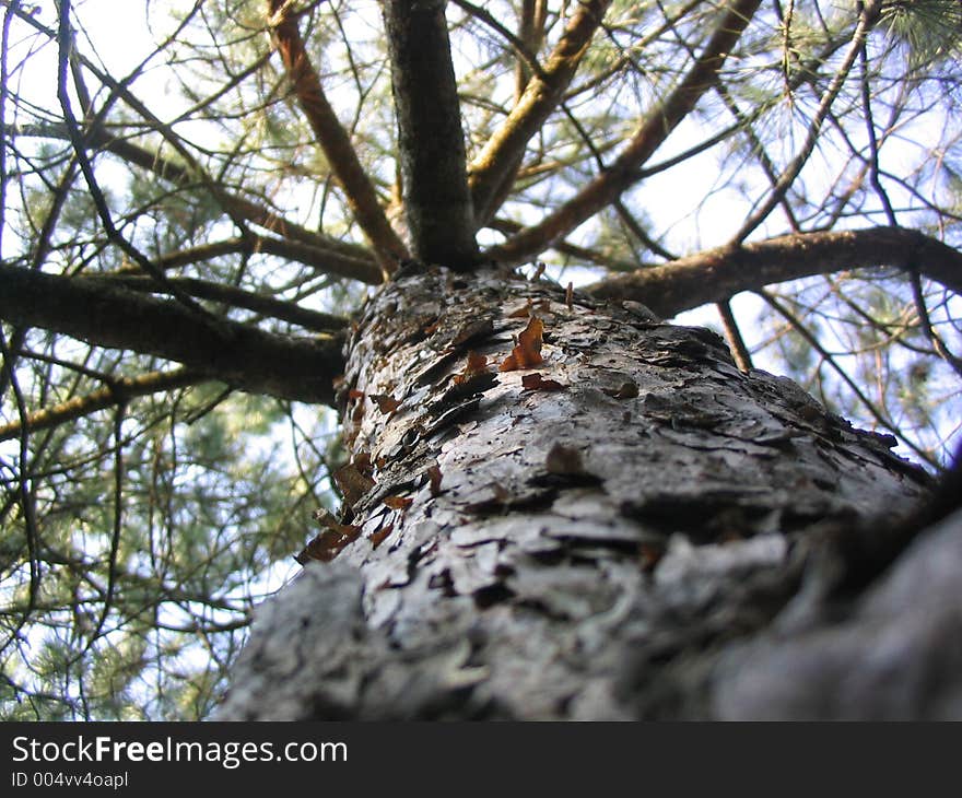 Thick and thin bark of pine. Thick and thin bark of pine