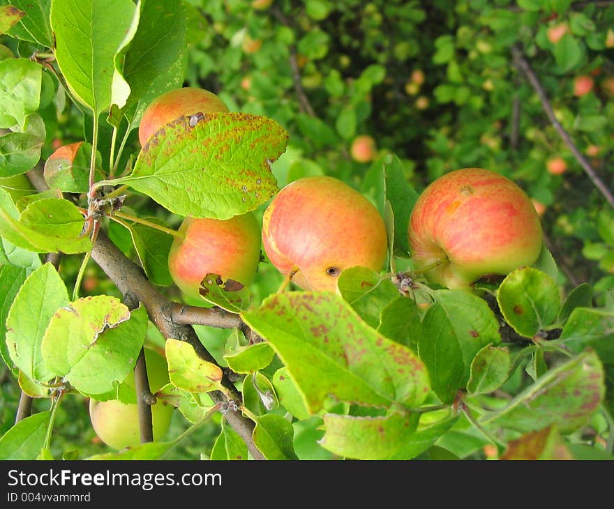 Apples