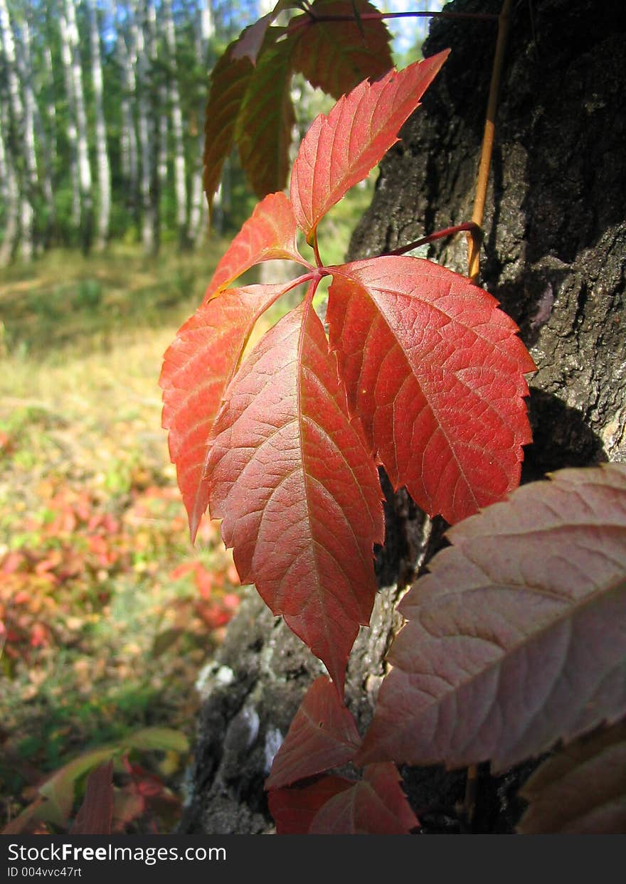 Red Leafs