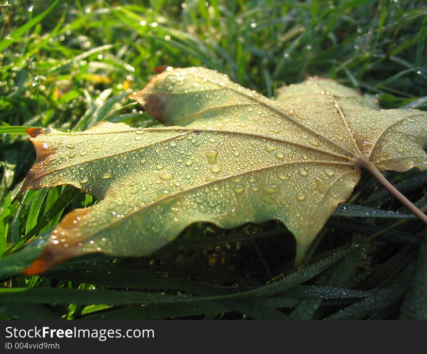 Dewy leaf