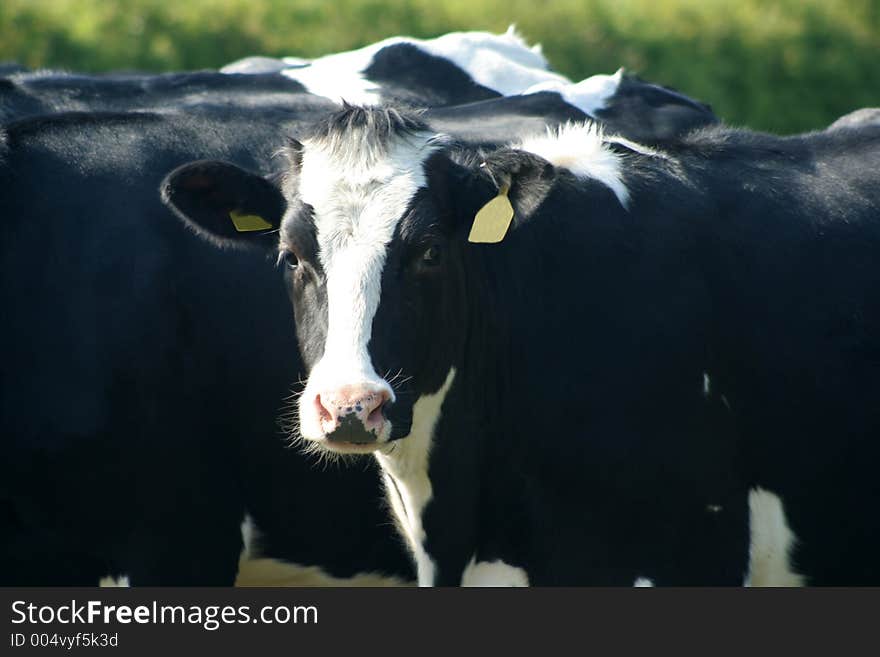 Cow s curiosity