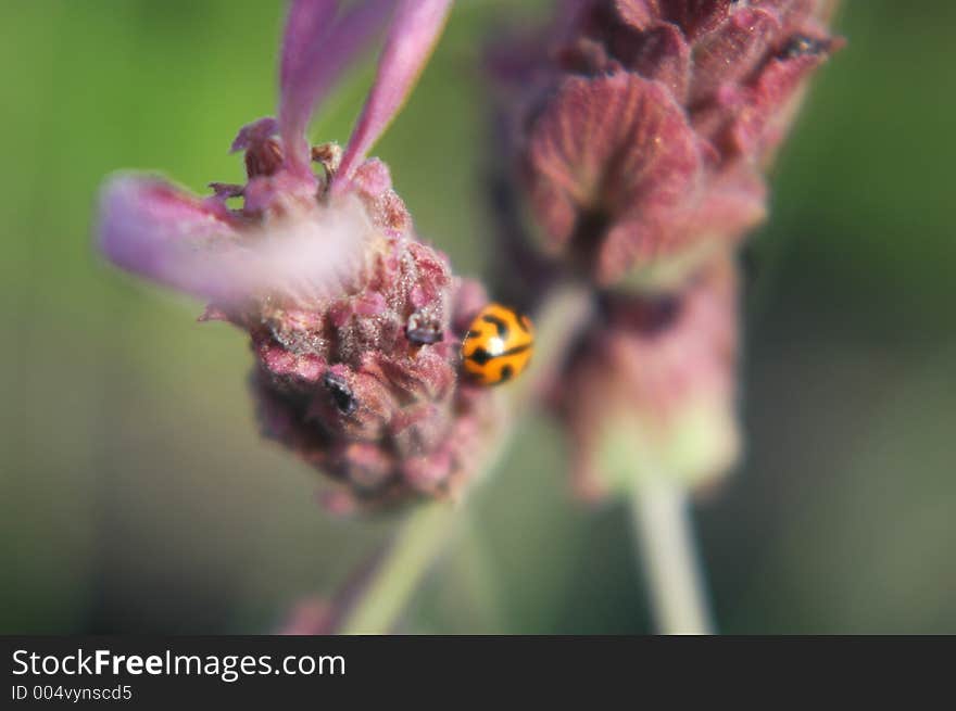 Ladybug on Lavender