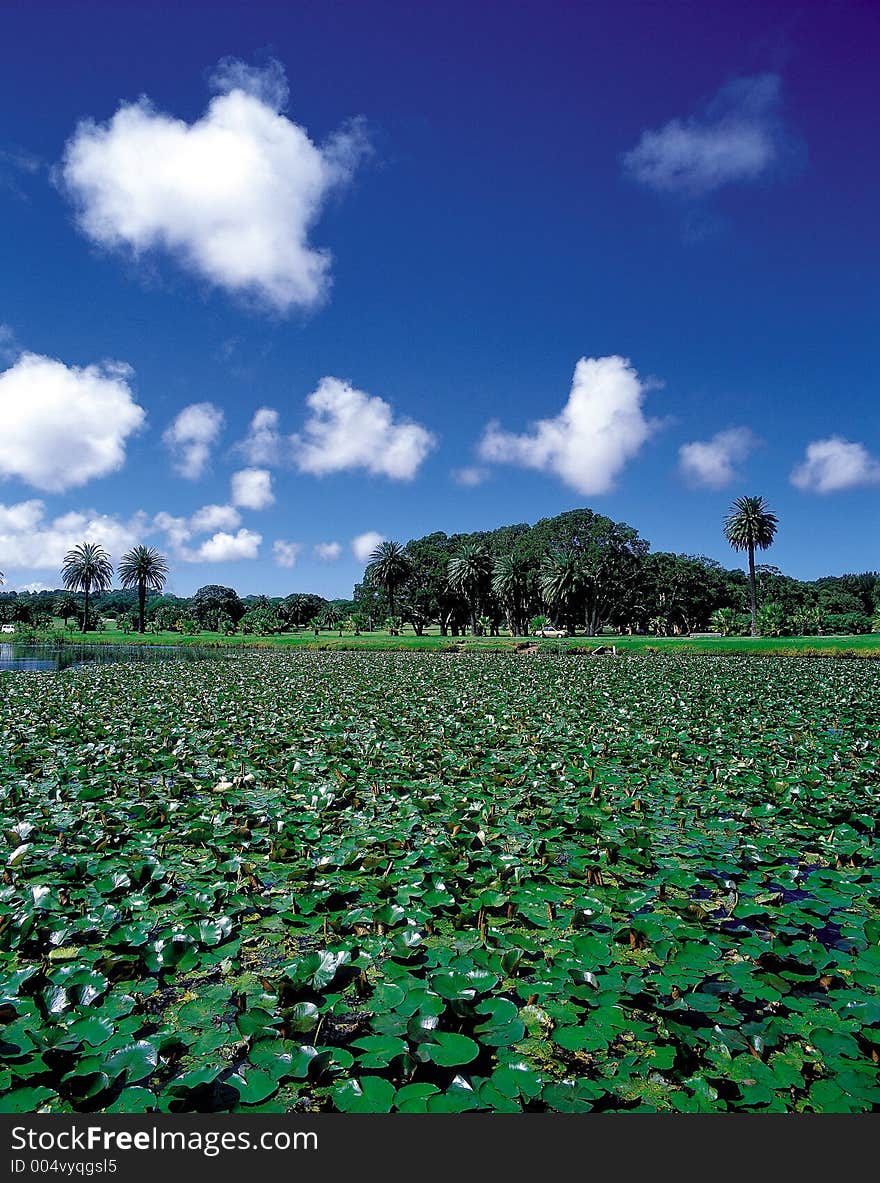 Scenery of Nature with field and trees