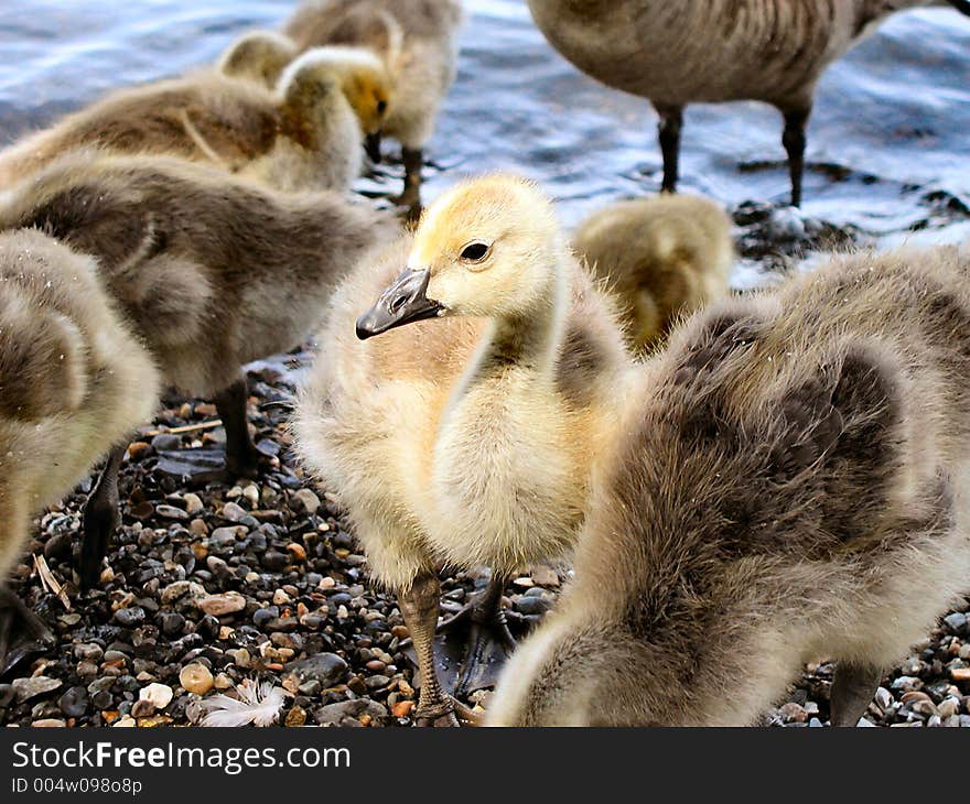 Baby animal doesn't know what to think of the human with the camera, while others pay no attention. Baby animal doesn't know what to think of the human with the camera, while others pay no attention