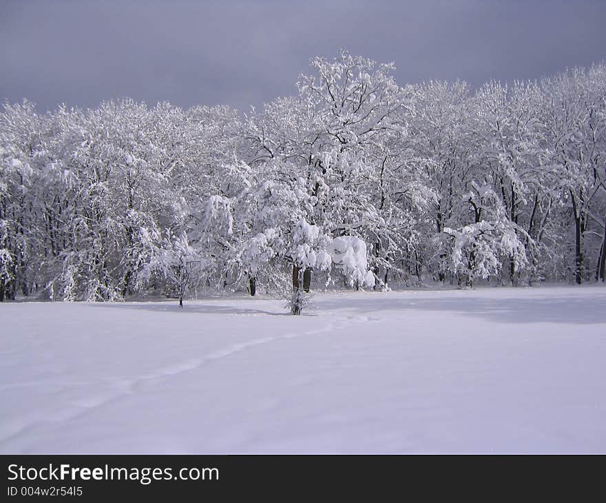 Winter In The Park