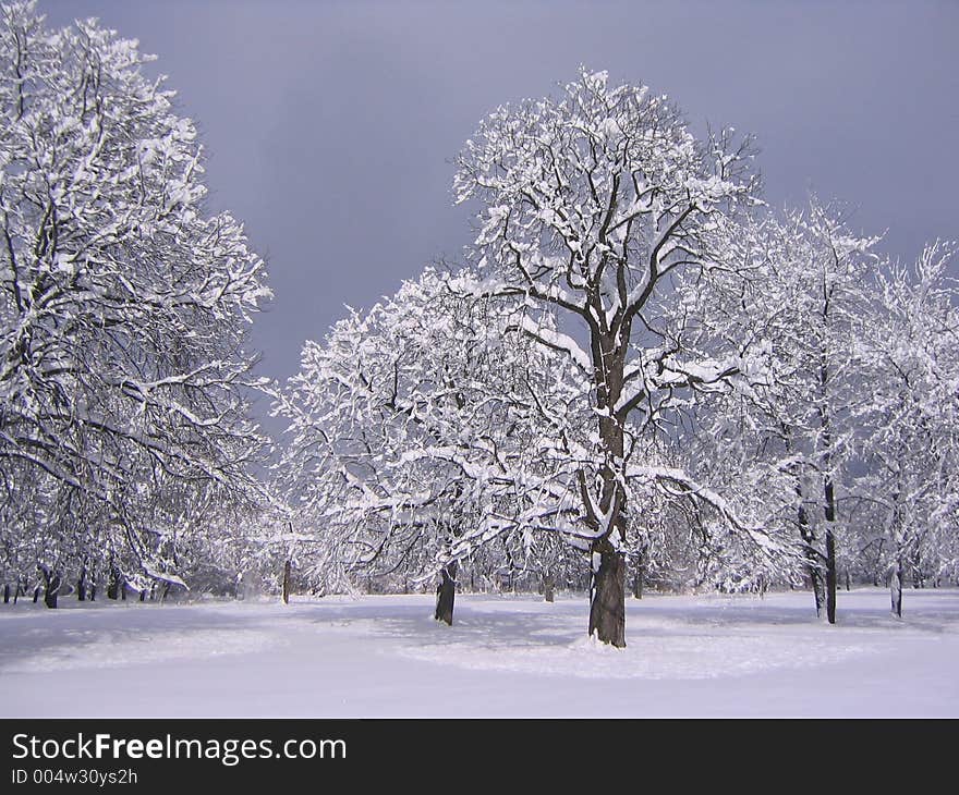 Trees full of snow. Trees full of snow